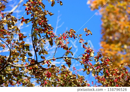 Cute red Cornelian cherry berries, Autumn Coral Cute red Cornelian cherry berries, Autumn Coral 138796526