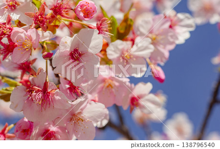 Kawazu cherry blossoms in the blue sky Kawazu cherry blossoms in the blue sky 138796540