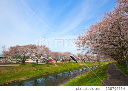 Cherry Blossoms and Carp streamers Cherry Blossoms and Carp streamers 138796634