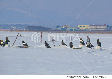 Steller's sea eagles flocking on the ice (Notsuke Peninsula, Hokkaido) Steller's sea eagles flocking on the ice (Notsuke Peninsula, Hokkaido) 138796660