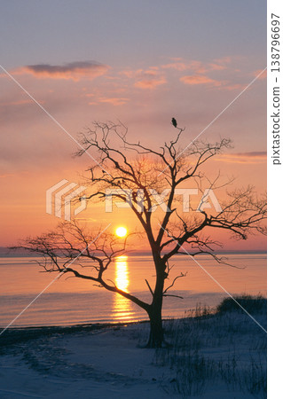 Sunrise and a Steller's sea eagle (Shiretoko, Hokkaido) 138796697