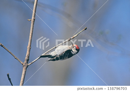 A male Lesser Spotted Woodpecker (Shikaoi Town, Hokkaido) A male Lesser Spotted Woodpecker (Shikaoi Town, Hokkaido) 138796703
