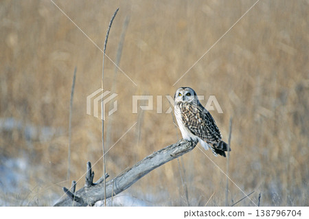 Short-eared Owl (Toyokoro Town, Hokkaido) Short-eared Owl (Toyokoro Town, Hokkaido) 138796704