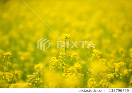 北陸新幹線和油菜花 138796769
