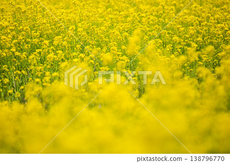 北陸新幹線和油菜花 北陸新幹線和油菜花 138796770