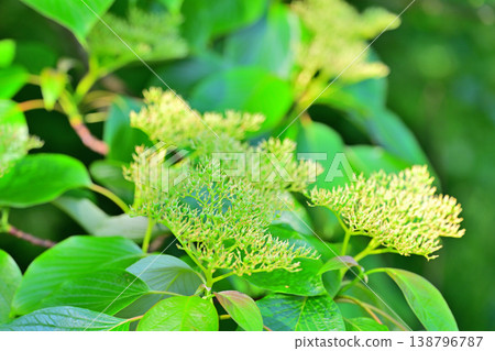 Cornelian berries in the season of fresh green leaves Cornelian berries in the season of fresh green leaves 138796787