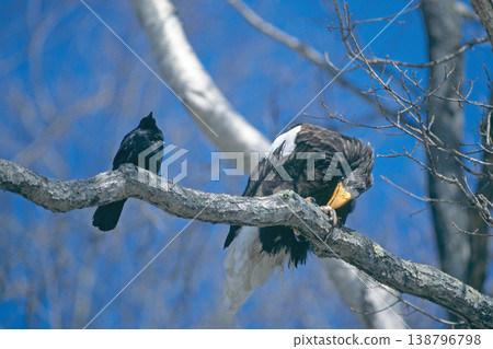 A Steller's sea eagle eating a fish in a tree (Shiretoko, Hokkaido) 138796798