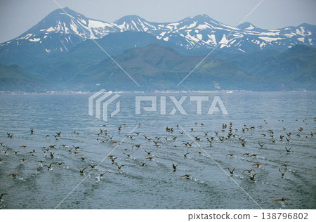 一群細嘴鹱飛越海面（北海道知床） 138796802