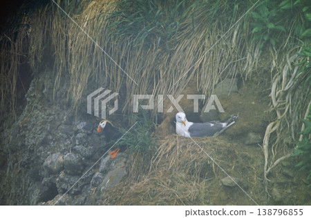 Tufted puffin (Hamanaka Town, Hokkaido) Tufted puffin (Hamanaka Town, Hokkaido) 138796855