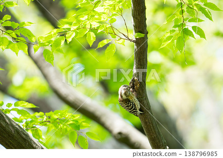 A Japanese pygmy woodpecker perched on a tree with fresh green leaves. A Japanese pygmy woodpecker perched on a tree with fresh green leaves. 138796985
