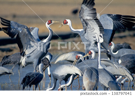White-naped crane fighting (Izumi City, Kagoshima Prefecture) White-naped crane fighting (Izumi City, Kagoshima Prefecture) 138797041