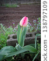 Tulip in the flower bed 138797109
