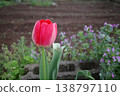 Red tulips in flowerbed 138797110