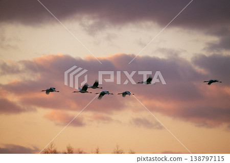 A flock of red-crowned cranes soaring through the morning light (Tsurui Village, Hokkaido) A flock of red-crowned cranes soaring through the morning light (Tsurui Village, Hokkaido) 138797115