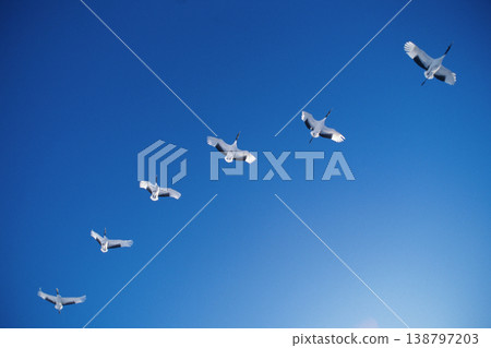 A flock of red-crowned cranes in flight (Tsurui Village, Hokkaido) A flock of red-crowned cranes in flight (Tsurui Village, Hokkaido) 138797203