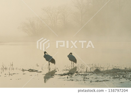 Japanese cranes resting by a misty lake (Shibecha Town, Hokkaido) Japanese cranes resting by a misty lake (Shibecha Town, Hokkaido) 138797204