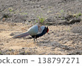 A male pheasant searching for food in a field. 138797271