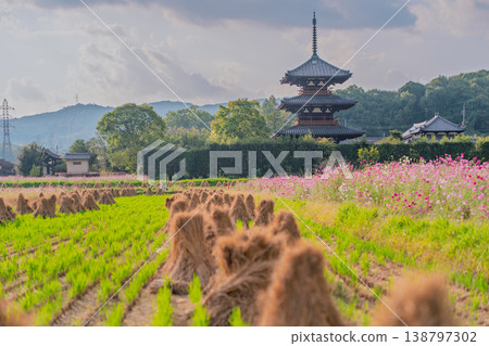 I photographed the cosmos flowers at Hokiji Temple, a representative sight of autumn in Ikaruga Village. 138797302