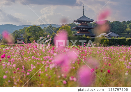 I photographed the cosmos flowers at Hokiji Temple, a representative sight of autumn in Ikaruga Village. I photographed the cosmos flowers at Hokiji Temple, a representative sight of autumn in Ikaruga Village. 138797306