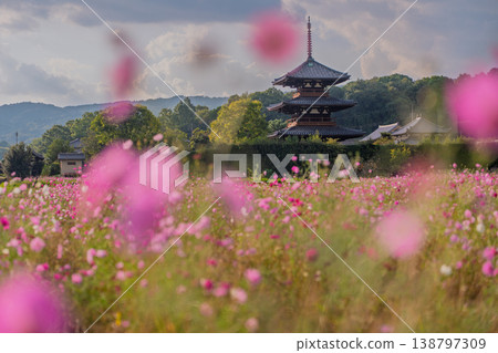 I photographed the cosmos flowers at Hokiji Temple, a representative sight of autumn in Ikaruga Village. 138797309