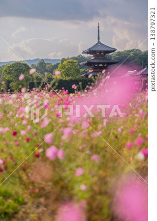 我在法喜寺拍攝了波斯菊,這是斑鳩村秋季的代表性景觀。 我在法喜寺拍攝了波斯菊,這是斑鳩村秋季的代表性景觀。 138797321