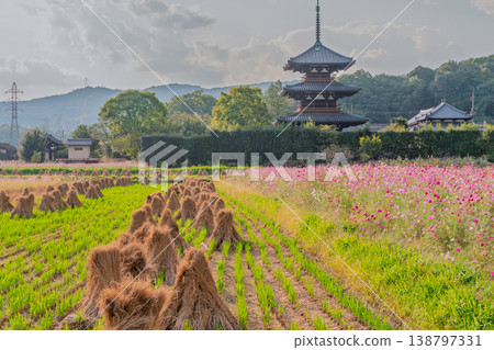 I photographed the cosmos flowers at Hokiji Temple, a representative sight of autumn in Ikaruga Village. I photographed the cosmos flowers at Hokiji Temple, a representative sight of autumn in Ikaruga Village. 138797331