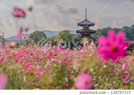 I photographed the cosmos flowers at Hokiji Temple, a representative sight of autumn in Ikaruga Village. 138797337