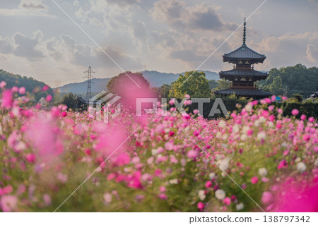I photographed the cosmos flowers at Hokiji Temple, a representative sight of autumn in Ikaruga Village. I photographed the cosmos flowers at Hokiji Temple, a representative sight of autumn in Ikaruga Village. 138797342