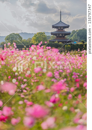I photographed the cosmos flowers at Hokiji Temple, a representative sight of autumn in Ikaruga Village. I photographed the cosmos flowers at Hokiji Temple, a representative sight of autumn in Ikaruga Village. 138797347