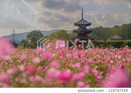 I photographed the cosmos flowers at Hokiji Temple, a representative sight of autumn in Ikaruga Village. I photographed the cosmos flowers at Hokiji Temple, a representative sight of autumn in Ikaruga Village. 138797349
