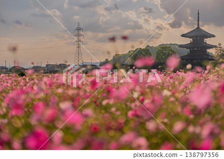 I photographed the cosmos flowers at Hokiji Temple, a representative sight of autumn in Ikaruga Village. I photographed the cosmos flowers at Hokiji Temple, a representative sight of autumn in Ikaruga Village. 138797356