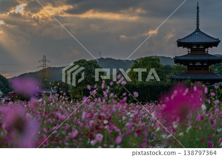 我在法喜寺拍攝了波斯菊，這是斑鳩村秋季的代表性景觀。 138797364
