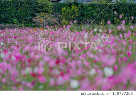 I photographed the cosmos flowers at Hokiji Temple, a representative sight of autumn in Ikaruga Village. I photographed the cosmos flowers at Hokiji Temple, a representative sight of autumn in Ikaruga Village. 138797366