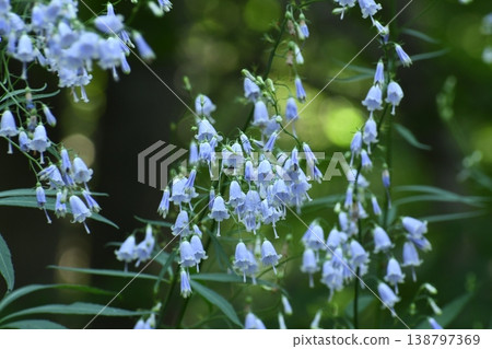 Brunnera Brunnera 138797369
