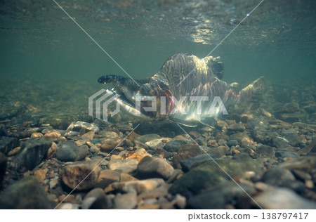 雄性粉紅鮭魚（北海道白沼鎮） 138797417