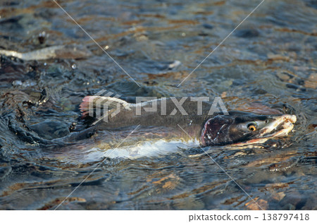 一群粉紅鮭魚上來(北海道知床) 一群粉紅鮭魚上來(北海道知床) 138797418