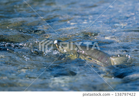 雄鮭魚逆流而上（北海道知床） 138797422