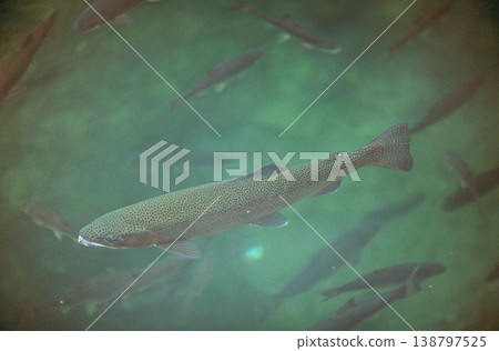 Rainbow trout (Shikaoi Town, Hokkaido) 138797525