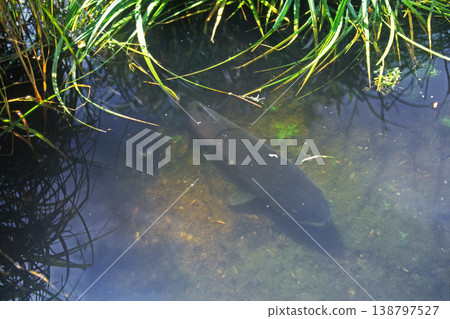 A Japanese huchen (Ito) appeared on the riverbank (Tsurui Village, Hokkaido) A Japanese huchen (Ito) appeared on the riverbank (Tsurui Village, Hokkaido) 138797527