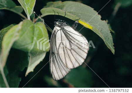 蝦夷白蝶產卵（北海道小清水町） 138797532