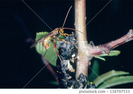 一隻寄生蜂正在白蝶（Pieris japonica）的蛹內產卵（北海道小清水町） 138797533
