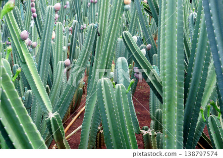 big cactus tree in garden big cactus tree in garden 138797574