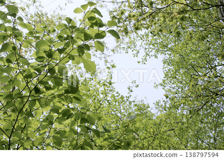 The vibrant green of the Deciduous Woodland in Tohoku The vibrant green of the Deciduous Woodland in Tohoku 138797594