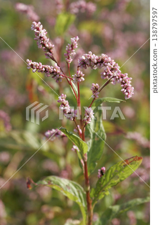 Buds of the indigo plant (Persicaria tinctoria), the raw material for indigo dyeing, from Tohoku region. Buds of the indigo plant (Persicaria tinctoria), the raw material for indigo dyeing, from Tohoku region. 138797597