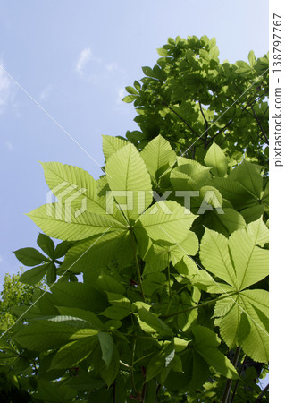 在東北地區，七葉樹（Aesculus turbinata）鮮嫩的綠葉在藍天的襯托下格外醒目。 138797767