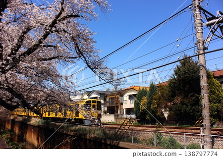 春天,一列南向的西武新宿線列車駛過武藏關站附近的一排櫻花樹(3) 春天,一列南向的西武新宿線列車駛過武藏關站附近的一排櫻花樹(3) 138797774