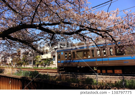 春天，一列南向的西武新宿線列車駛過武藏關站附近的一排櫻花樹（4） 138797775