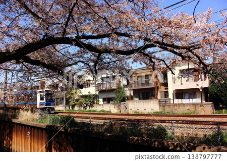 春天,一列南向的西武新宿線列車駛過武藏關站附近的一排櫻花樹(6) 春天,一列南向的西武新宿線列車駛過武藏關站附近的一排櫻花樹(6) 138797777