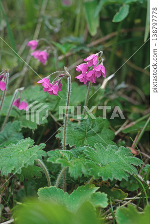 Primrose Modoki（北海道禮文島） 138797778