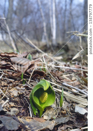 Green skunk cabbage (Obihiro City, Hokkaido) Green skunk cabbage (Obihiro City, Hokkaido) 138797779